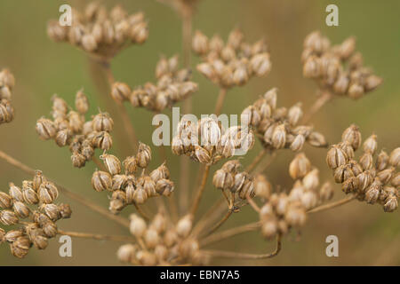 Il veleno la cicuta (Conium maculatum), infructescence, Germania Foto Stock