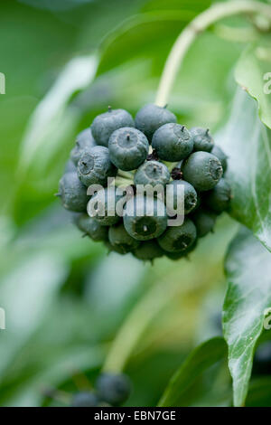 English ivy, comune edera (Hedera helix), infructescence, Germania Foto Stock