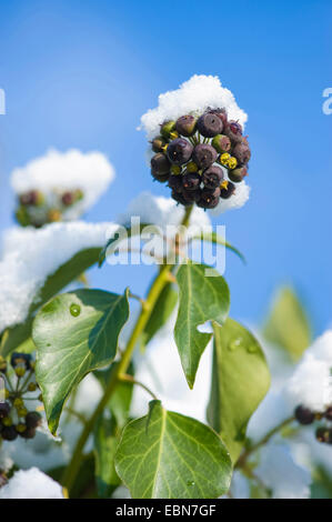 English ivy, comune edera (Hedera helix), infructescence con neve, Germania Foto Stock