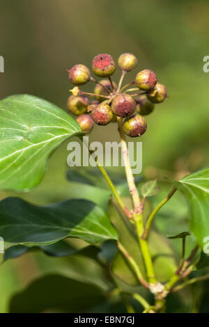 English ivy, comune edera (Hedera helix), infructescence, Germania Foto Stock