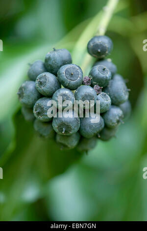 English ivy, comune edera (Hedera helix), infructescence, Germania Foto Stock