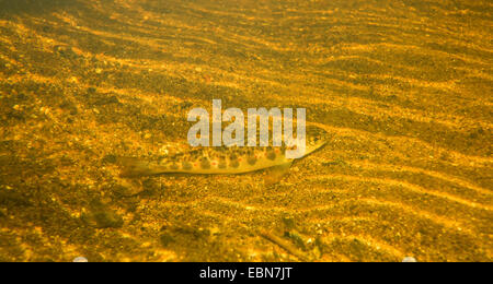 Salmone atlantico, ouananiche, lago di salmone atlantico, senza sbocco sul mare salmone, la Sebago salmone (Salmo salar), nuoto soemmerling, Irlanda, Moy River Foto Stock