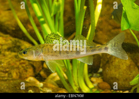 Lucioperca, luccioperca (Stizostedion lucioperca, Sander lucioperca), foto subacquee di un juvenil zander Foto Stock