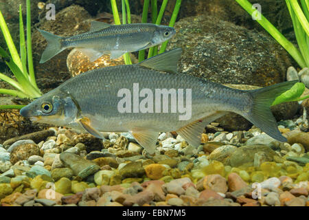 Est europeo, ORATE zaehrte, Baltico, vimba Vimba breme, VIMBA, Zanthe, Zarte (Vimba vimba, abramis vimba), due Vimbas nuoto Foto Stock