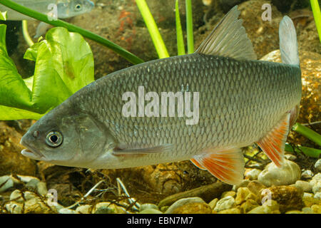 Ide, Orfe (Leuciscus consumatori di stupefacenti per via parenterale), nuoto IDE Foto Stock