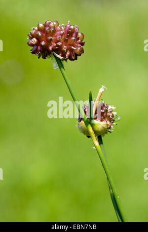 Sabbia porro, erba cipollina, Giant l'aglio (allium scorodoprasum), fioritura, Germania Foto Stock