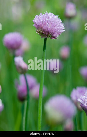 Erba cipollina, sabbia porri (Allium schoenoprasum), fioritura Foto Stock