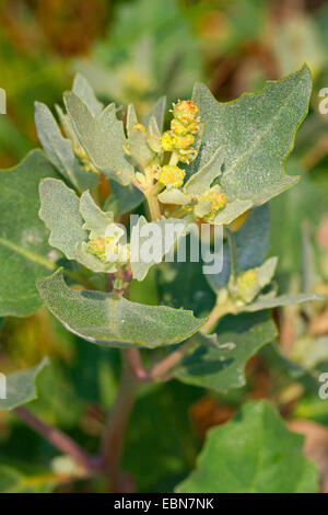 Smerigliato (orache Atriplex laciniata, Atriplex sabulosa, Atriplex maritima), fioritura, Germania Foto Stock