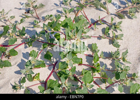 Smerigliato (orache Atriplex laciniata, Atriplex sabulosa, Atriplex maritima), sulla spiaggia di sabbia, Germania Foto Stock