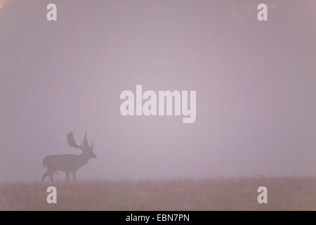 Daini (Dama Dama, Cervus dama), feste di addio al celibato nella nebbia mattutina, in Danimarca, in Sjaelland Foto Stock