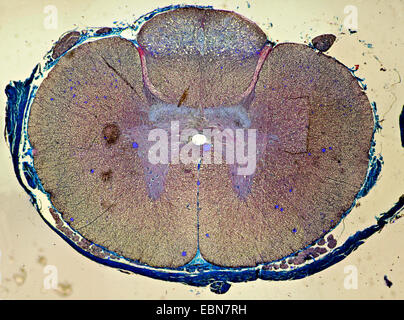 Persone, esseri umani, esseri umani (Homo sapiens sapiens), sezione trasversale attraverso il midollo spinale Foto Stock