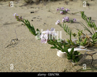 Unione searocket, mare rocket (Cakile maritima), fioritura, Grecia, PELOPONNESO Foto Stock