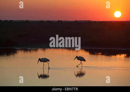 American wood ibis (Mycteria americana), due legno ibis a piedi in acqua poco profonda al tramonto, STATI UNITI D'AMERICA, Florida Foto Stock