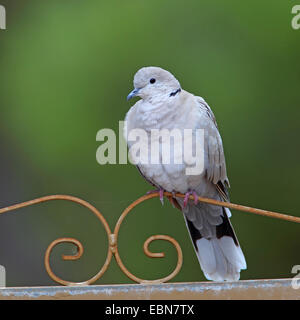 Colomba a collare (Streptopelia decaocto), Colomba seduto su un cancello, Spagna, Andalusia Foto Stock