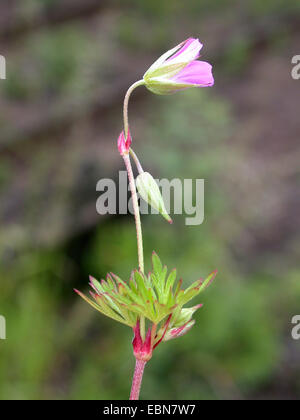 A lungo sgambate cranesbill, lungo picciolo cranesbill (Geranium columbinum), fioritura, Germania Foto Stock