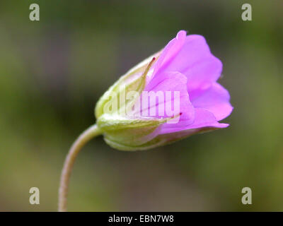 A lungo sgambate cranesbill, lungo picciolo cranesbill (Geranium columbinum), fiore, Germania Foto Stock