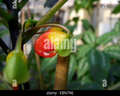 Impianto di Parrot (Impatiens niamniamensis), fiore Foto Stock