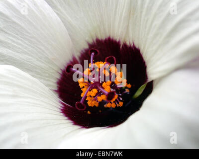 La vescica ketmia, fiore-di-un-ora, venezia malva (Hibiscus trionum), fiore dettaglio Foto Stock