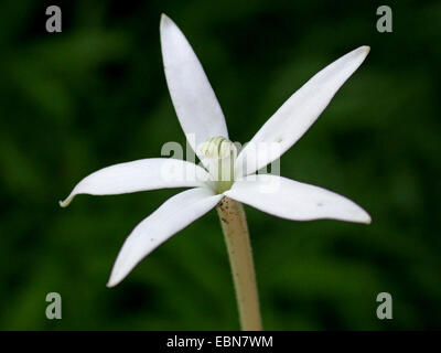 Laurentia, Stella di Betlemme (Laurentia longiflora, Isotoma longiflora, Hippobroma longiflora), fiore Foto Stock