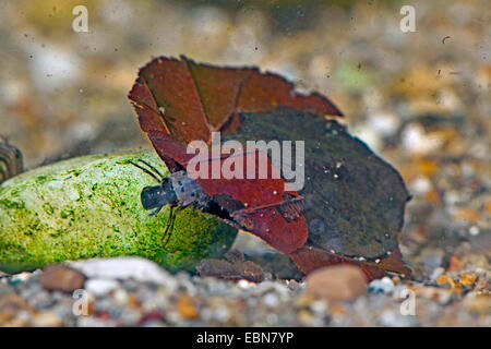 Glyphotaelius pellucidus (Glyphotaelius pellucidus), larva con caddis fatto di foglie di sabbia sul terreno acqua, in Germania, in Baviera Foto Stock
