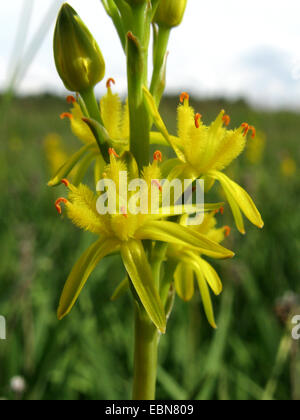 Bog asphodel (Narthecium ossifragum), infiorescenza, dettaglio, in Germania, in Renania settentrionale-Vestfalia Foto Stock