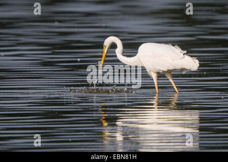 Airone bianco maggiore, Airone bianco maggiore (Egretta alba, Casmerodius Albus, Ardea alba), catturati piccolo tetro, in Germania, in Baviera, il Lago Chiemsee Foto Stock