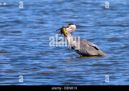 Airone cinerino (Ardea cinerea), in piedi in acqua profonda con catturato tinca, in Germania, in Baviera, il Lago Chiemsee Foto Stock