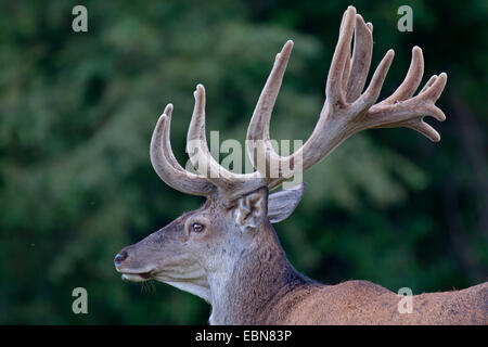 Il cervo (Cervus elaphus), cervo con corna di velluto, Danimarca, Jylland Foto Stock