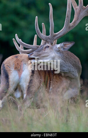 Il cervo (Cervus elaphus), cervo con corna di velluto, Danimarca, Jylland Foto Stock