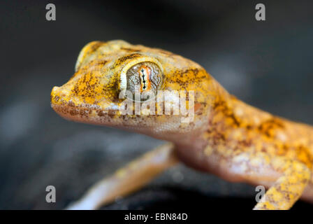 Lichtenstein di breve-dita (Gecko Stenodactylus stenodactylus), ritratto Foto Stock