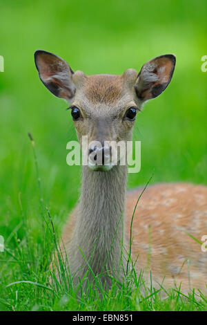 Cervi Sika, Tame cervi sika, Tame cervo (Cervus nippon), giovane cervo giacente in un prato, mezza lunghezza ritratto Foto Stock