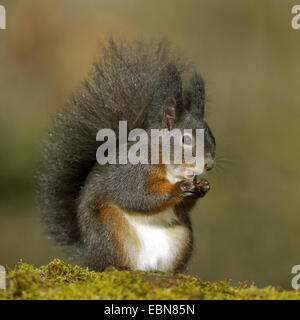 Unione scoiattolo rosso, Eurasian red scoiattolo (Sciurus vulgaris), nero morph seduto su un intoppo di muschio, alimentando un dado, in Germania, in Baviera Foto Stock