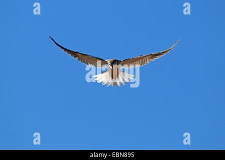 Nero-kite con spallamento (Elanus caeruleus), volare, in cerca di preda, Sud Africa, Ithala Game Reserve Foto Stock