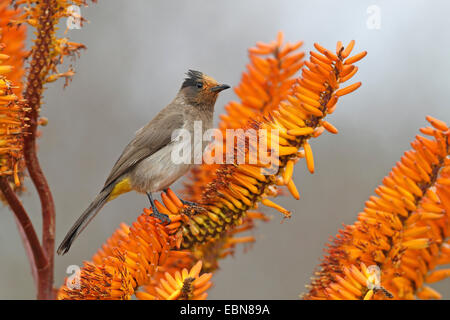 Giardino di bulbul, bulbul comune (Pycnonotus barbatus), in cerca di cibo su un aloe, Sud Africa, Krueger National Park Foto Stock