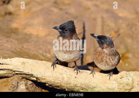 Giardino di bulbul, bulbul comune (Pycnonotus barbatus), coppia seduta sul terreno, Sud Africa, Mkuzi Game Reserve Foto Stock