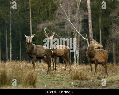 Il cervo (Cervus elaphus), tre tori si trova in corrispondenza di un bordo della foresta, due che hanno perso le loro travi principali, Germania Foto Stock