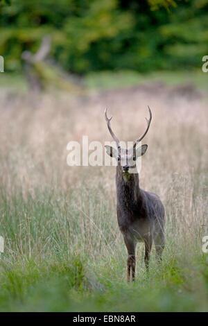 Giapponese cervi sika (Cervus nippon NIPPON), feste di addio al celibato in piedi su erba, Danimarca Foto Stock