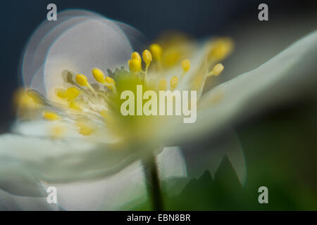 Legno (anemone Anemone nemorosa ,), Blossom, Germania Foto Stock