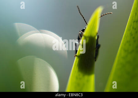 Beetle su una foglia, Germania, Sassonia Foto Stock