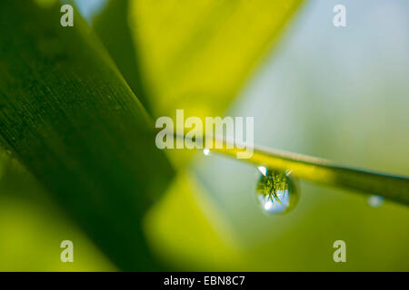 Erbe essendo speculare in un waterdrop a uno stelo, Germania Foto Stock