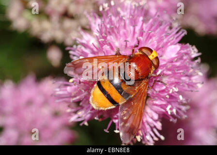 Hornet mimare hoverfly (Volucella zonaria), seduto su un fiore, Germania Foto Stock