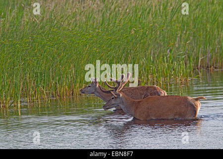 Il cervo (Cervus elaphus), in un lago, in Germania, in Sassonia, Oberlausitz, Superiore Lausitz Heath e paesaggio di stagno Foto Stock
