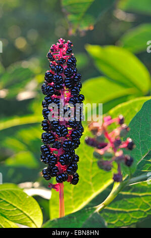 Pokeweed, Indiano poke, rosso-Impianto di inchiostro, Indiano pokeweed (Phytolacca esculenta, phytolacca acinosa), infructescene Foto Stock