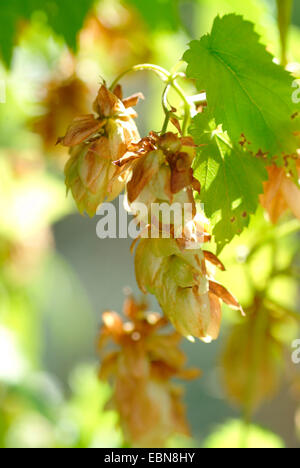 Luppolo (Humulus lupulus), femmina infructescences, Germania Foto Stock