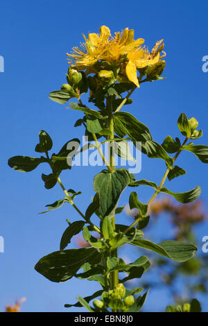 Non perforate St John's-wort, macchiato di San Giovanni-wort (Hypericum maculatum), fioritura, Germania Foto Stock