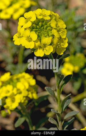 Alison di montagna, mountain Alyssum (Alyssum montanum), fioritura, Germania Foto Stock