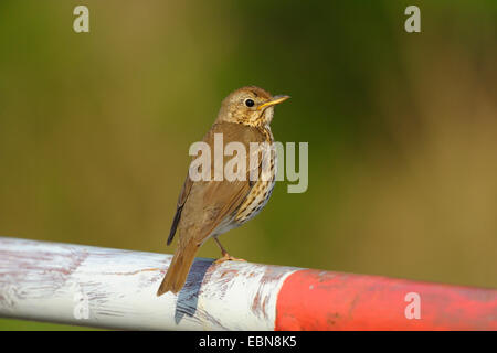 Tordo bottaccio (Turdus philomelos), seduto in un bar, Austria, Burgenland Foto Stock