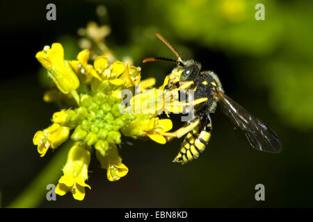 Il cuculo Bee (Nomada spec.), su un fiore Foto Stock