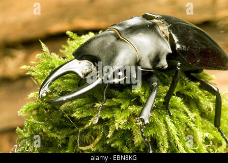 Stag beetle, Odontolabis bellicosa (Odontolabis bellicosa), maschio, vista da vicino Foto Stock