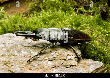 Stag beetle, Odontolabis bellicosa (Odontolabis bellicosa), maschio, vista da vicino Foto Stock